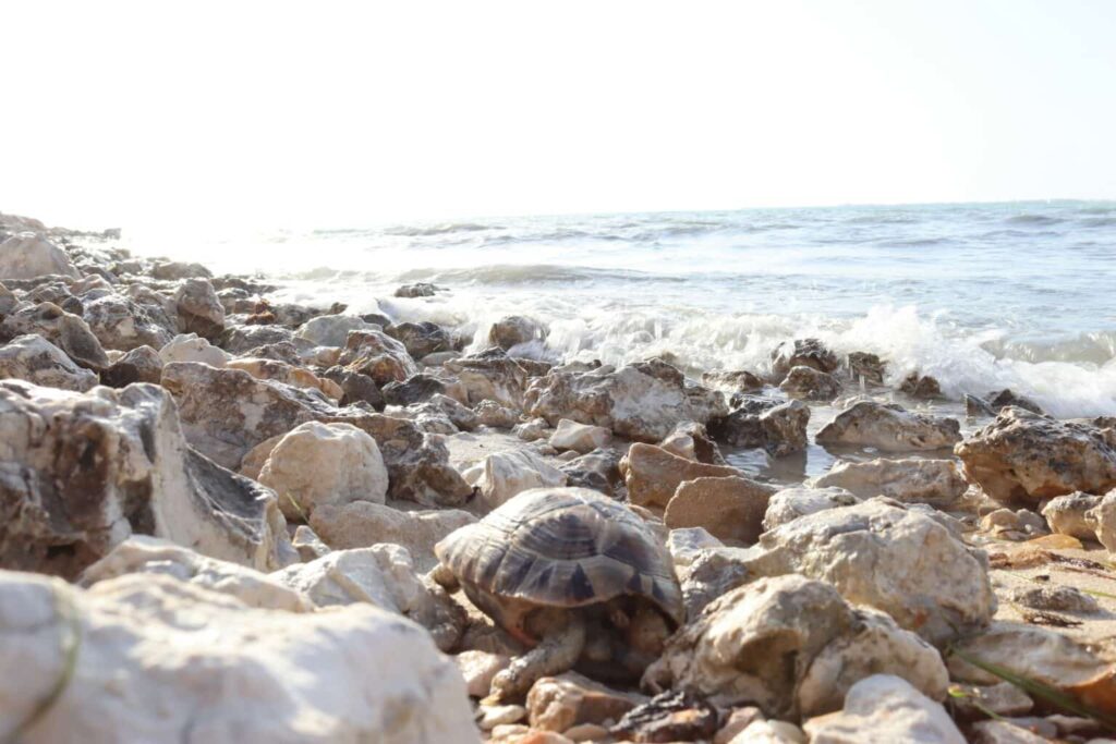 Explore Turtle Beach Cyprus for Nature Serenity and Sea Turtle Encounters